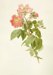 Rosa setigera (Die Prärie-Rose), von Alfred Parsons (1847-1920)